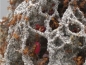 Preview: rose petals 100g - dried